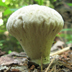 Lycoperdon Perlatum 'Gem Studded Puffball'